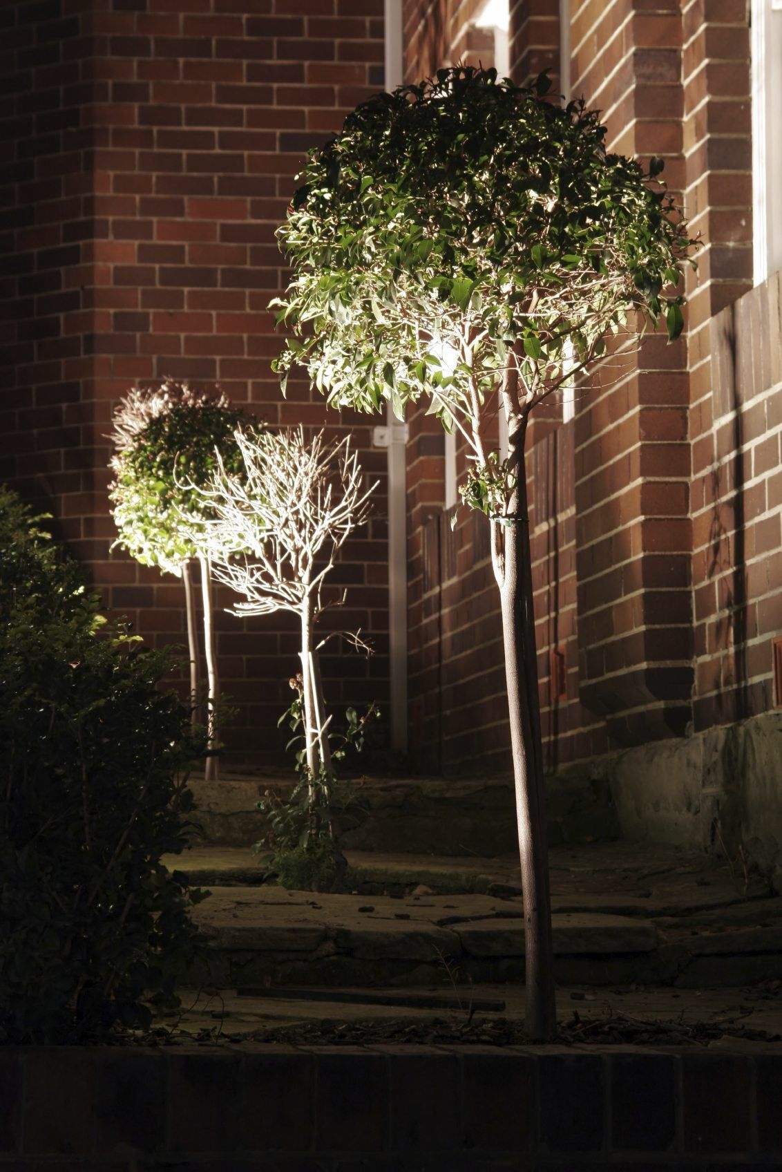 Uplit Trees Infront Of A Building