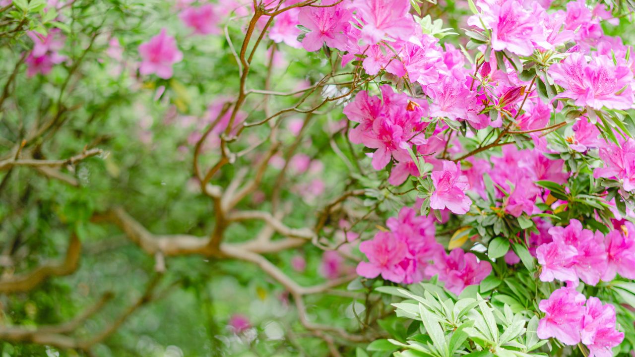 Pink azalea flowers in bloom in a garden border