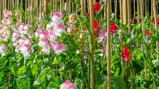 Sweetpeas growing up bamboo canes
