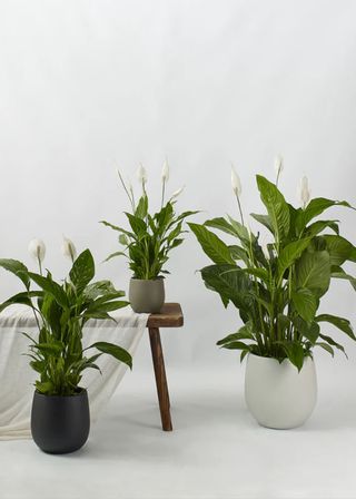 Two peace lilies placed in planters in the living room