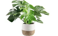 Costa Farms  Monstera Swiss Cheese Plant