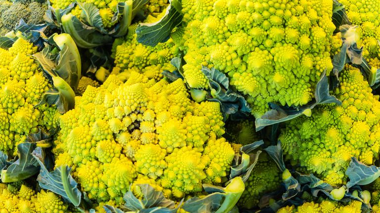 Romanesco Veronica cauliflower freshly harvested