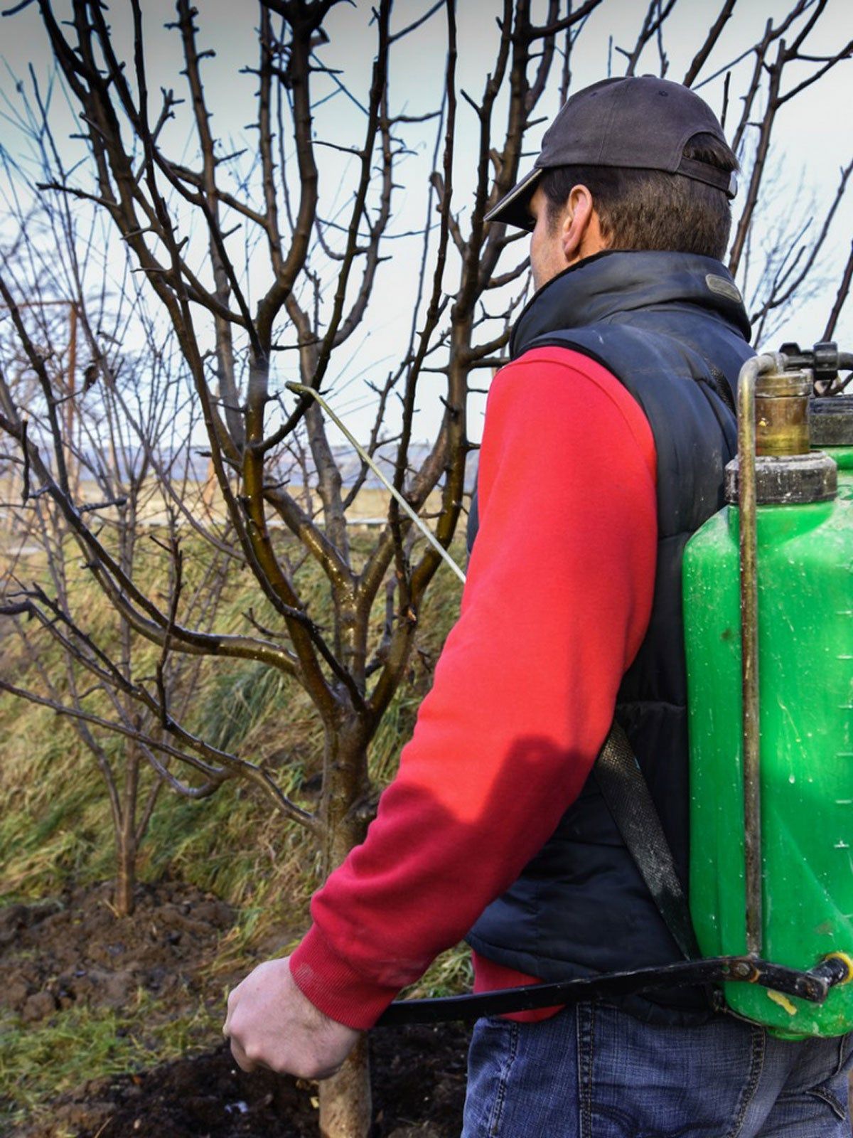 Man Spraying Dormant Oil On Fruit Trees