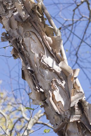 Multi-layered papery River Birch bark with beige hues