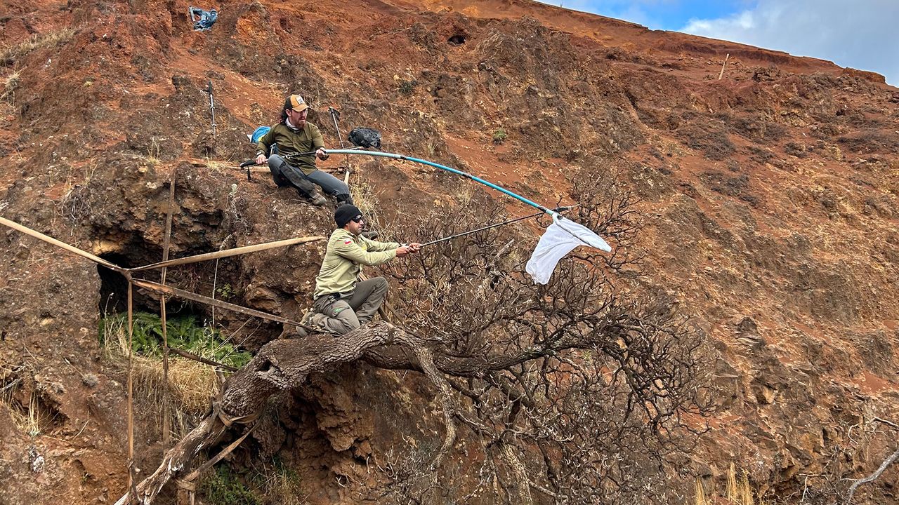 Scientists race to collect the last seeds from a critically endangered tree before it goes extinct