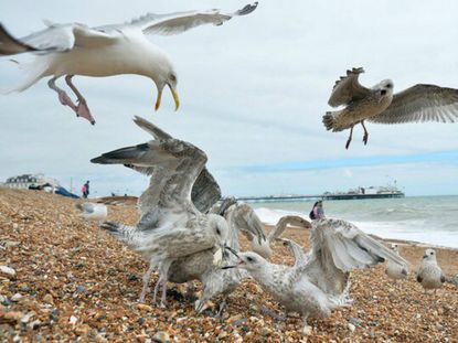 170208-seagulls.jpg