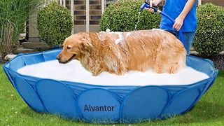 Dog in swimming pool
