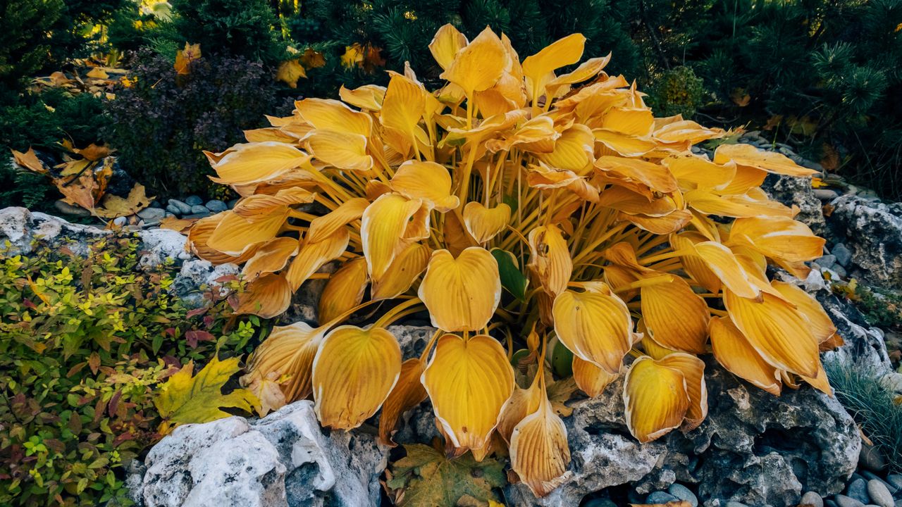 Yellow hosta in the garden