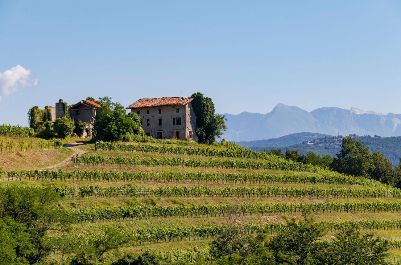 Friuli-Venezia Giulia wine region