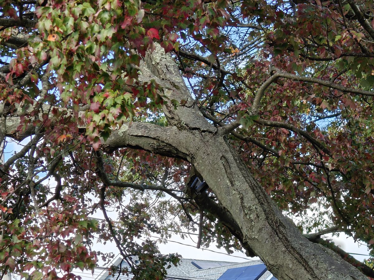 5x zoom camera samples taken with OnePlus Open.