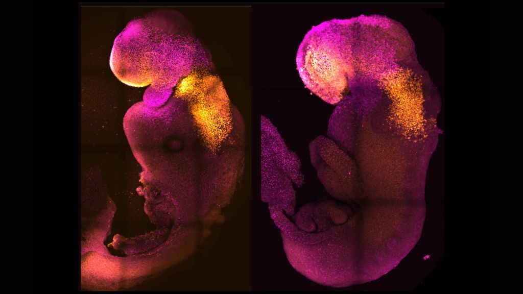 synthetic mouse embryo pictured next to natural embryo