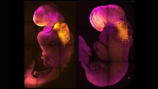 synthetic mouse embryo pictured next to natural embryo