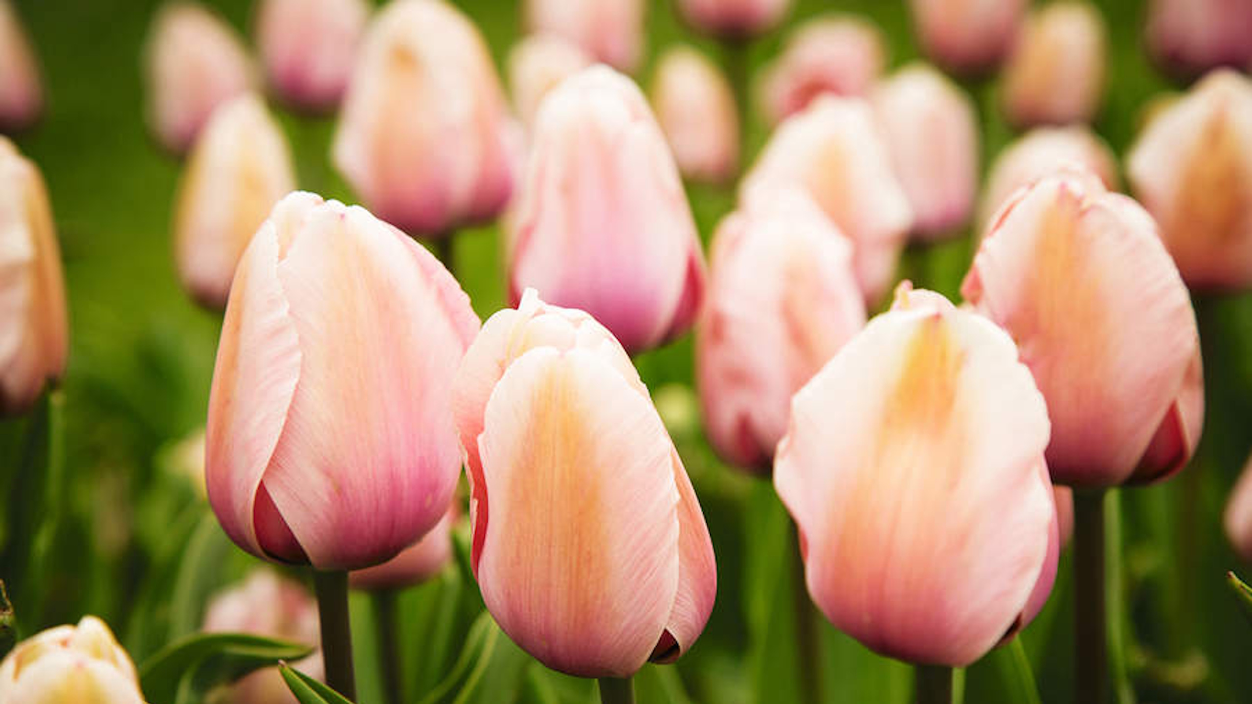 Group of apricot tulips close up