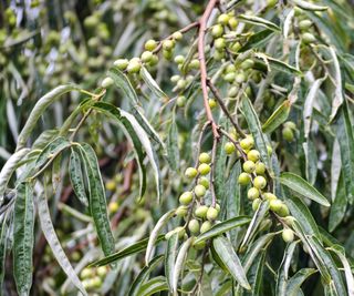 Russian olive shrub with green fruits in a garden