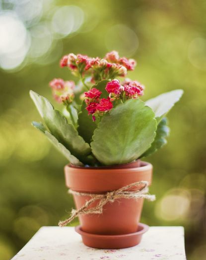 Small Potted Plant With String Bow