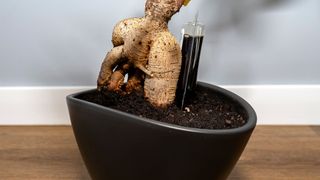 picture of bonsai tree with fertiliser in it