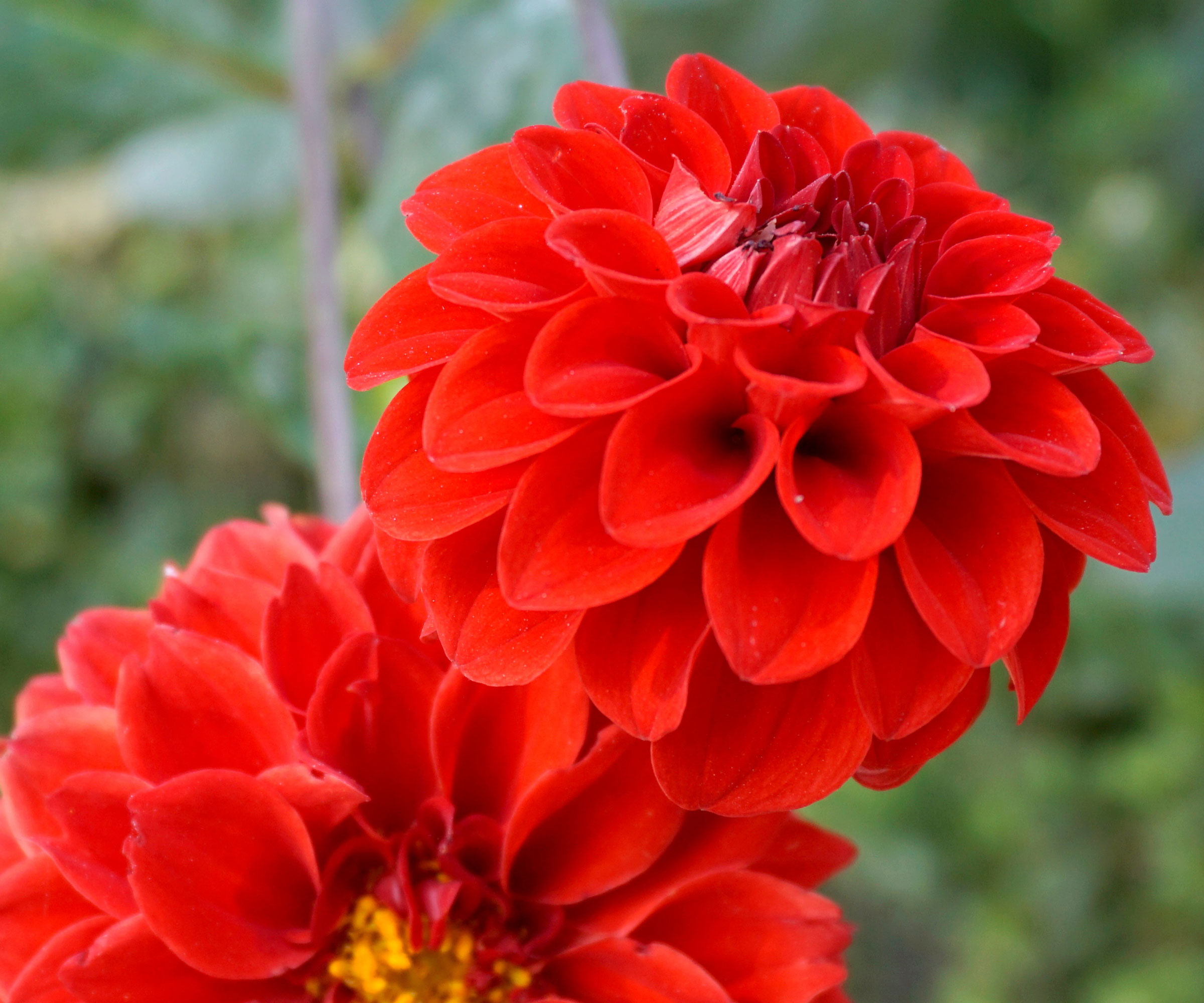dahlia Melody Mambo flowers in bloom