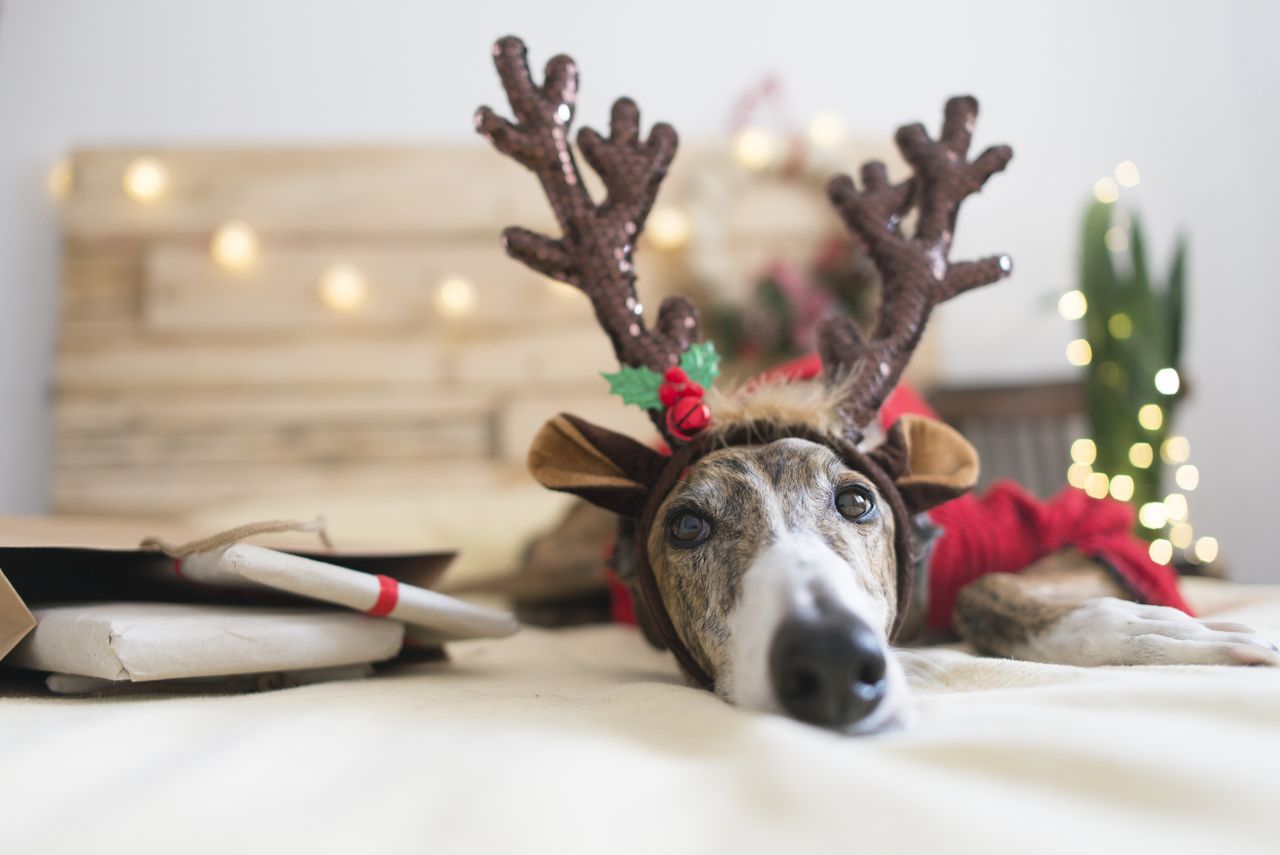 dog Christmas outfits