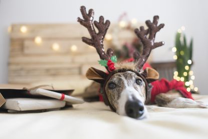 dog Christmas outfits