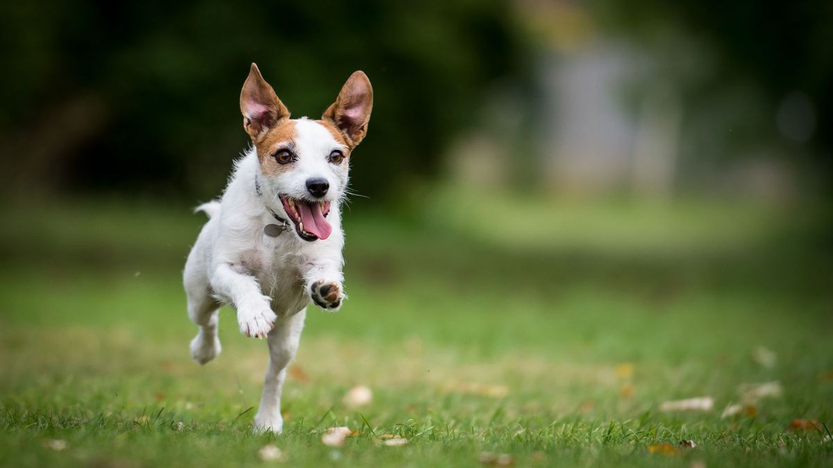 32 dog breeds that can't get enough playtime | PetsRadar