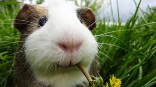 guinea pig nutrition