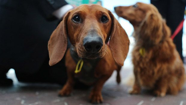 Oklahoma woman killed by pack of sausage dogs | The Week