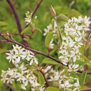 Close up of branches on Amelanchier Canadensis tree