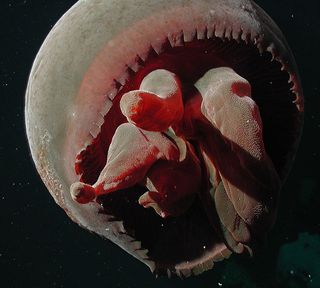 Tiburonia granrojo jellyfish