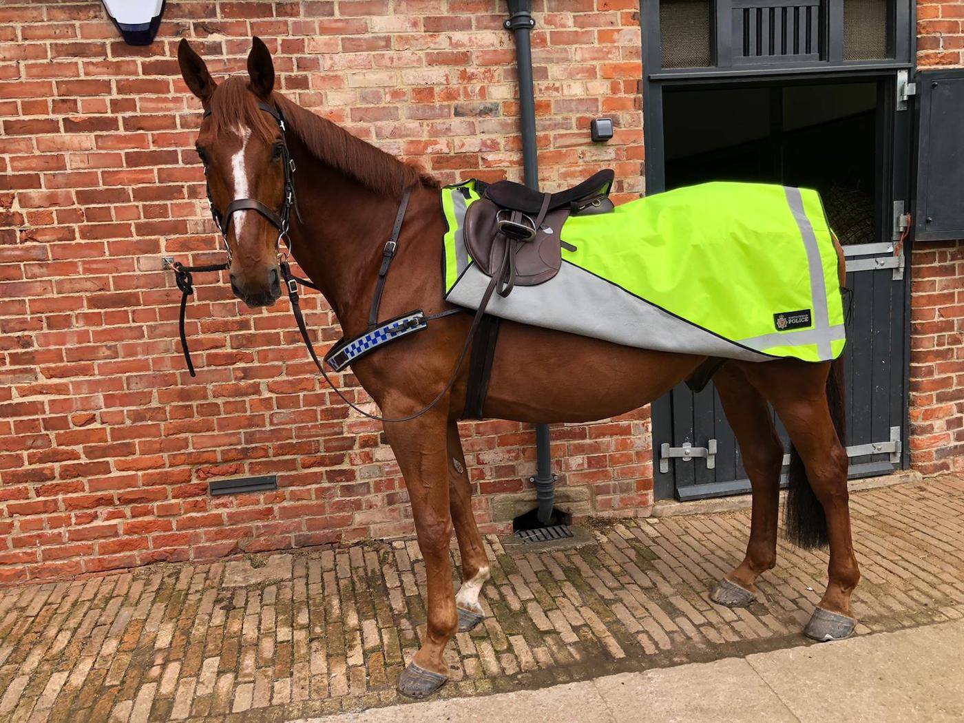 Police horse Northumbria Police