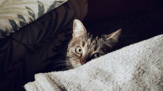 Cat hiding between furniture