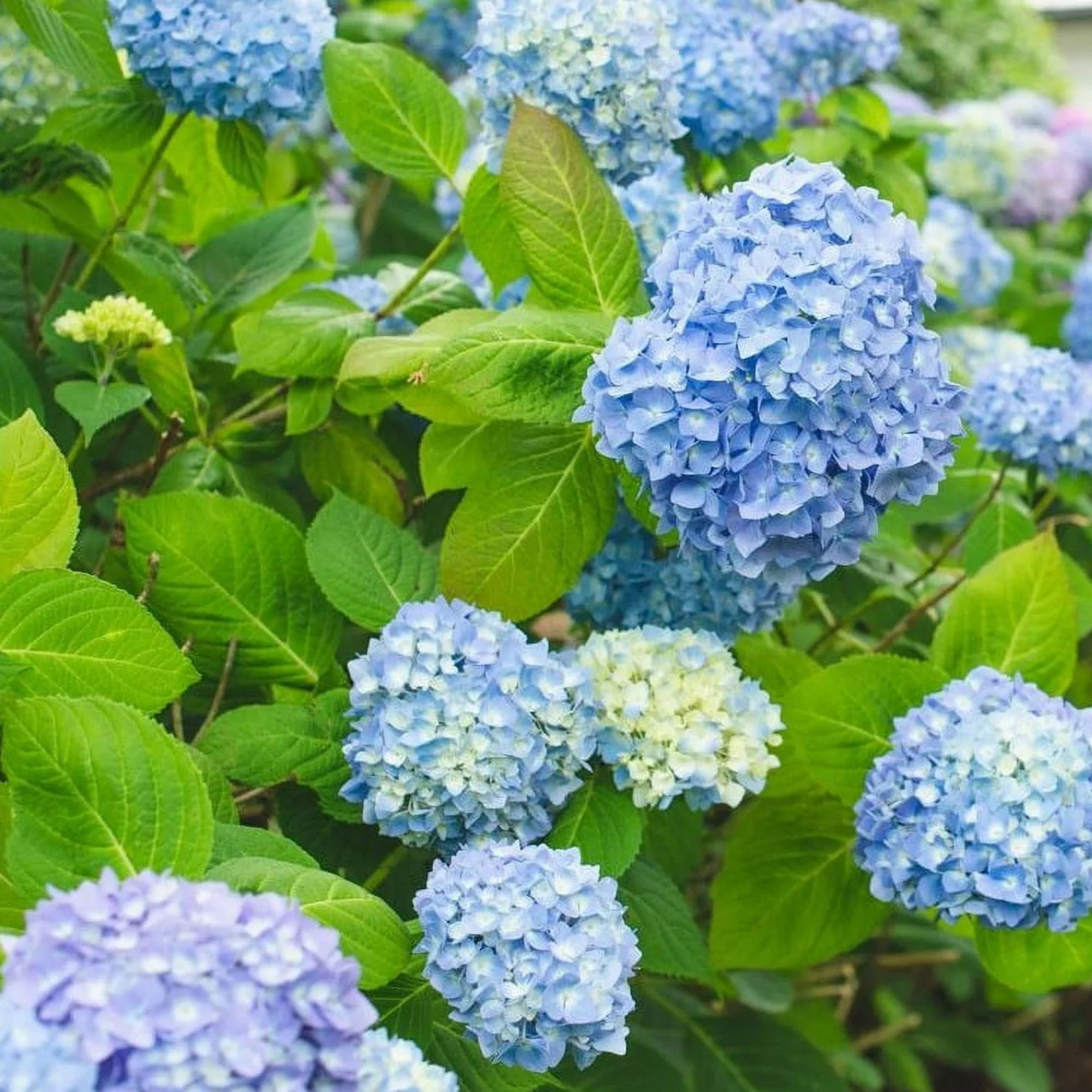 Hydrangea Starter Plant