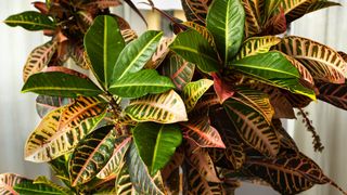 Croton houseplant