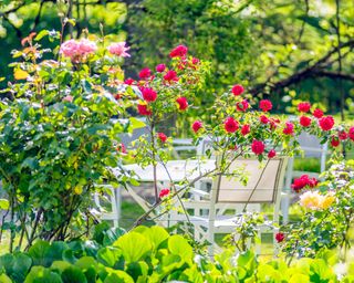 roses in garden with outdoor table and chairs