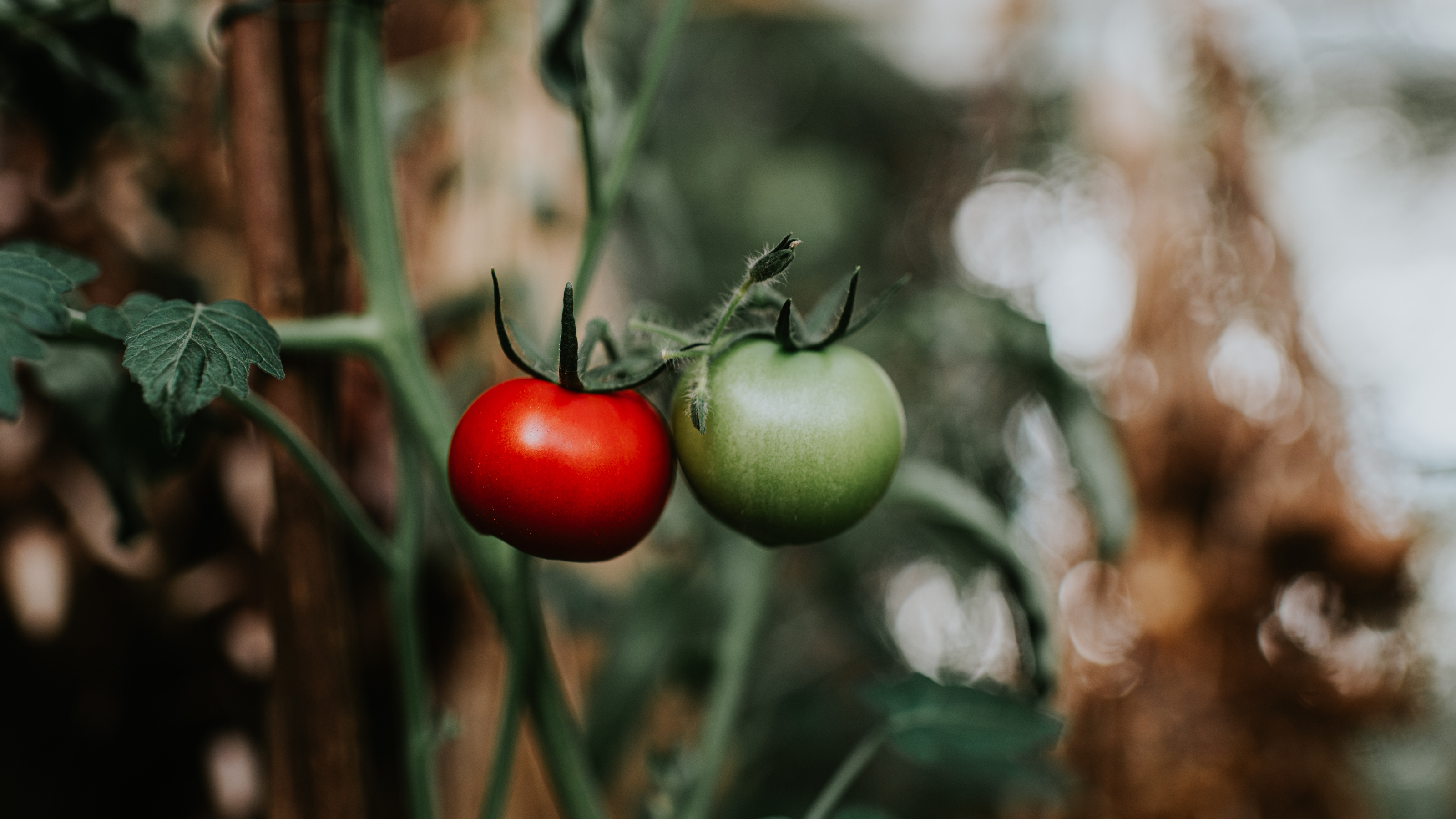 An unripe green and a ripe red beefsteak tomato on a tomato plant in a greenhouse
