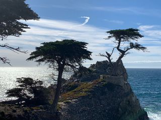 The Lone Cypress, a Monterey Cypress tree visible on the 17-Mile Drive through Pebble Beach, California