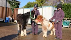 pony