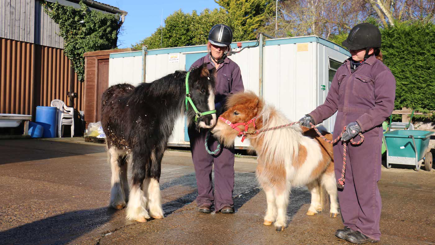pony