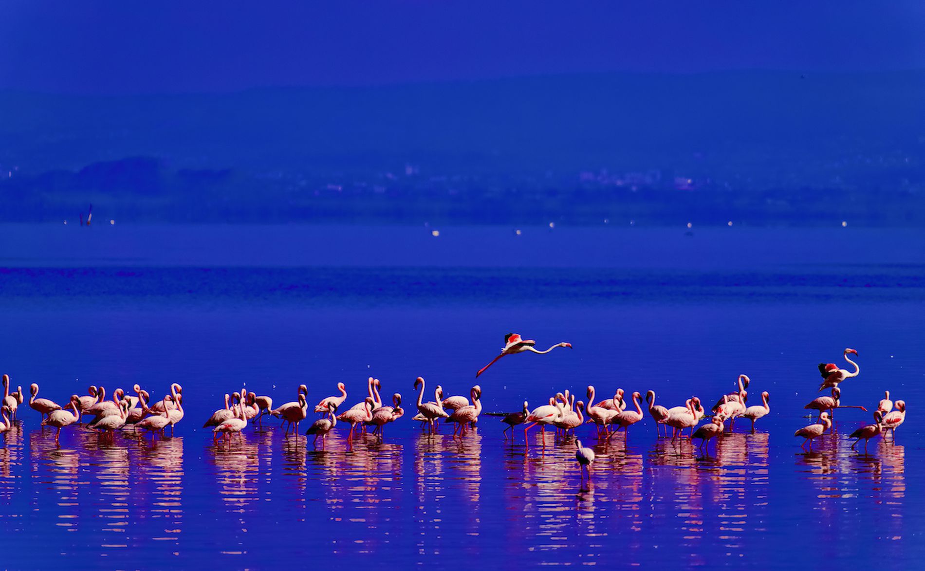 GuruShots - Nature March 2026