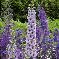 Delphinium seeds – $12.00 at Walmart