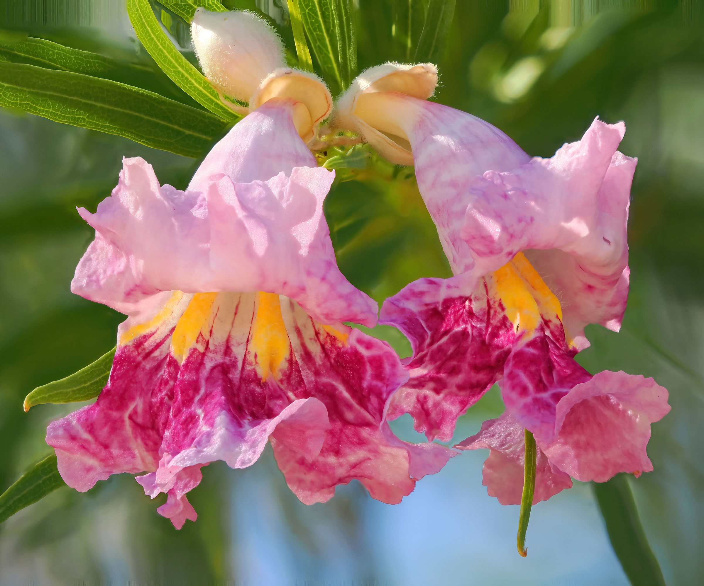 desert willow tree with pink and yellow flowers