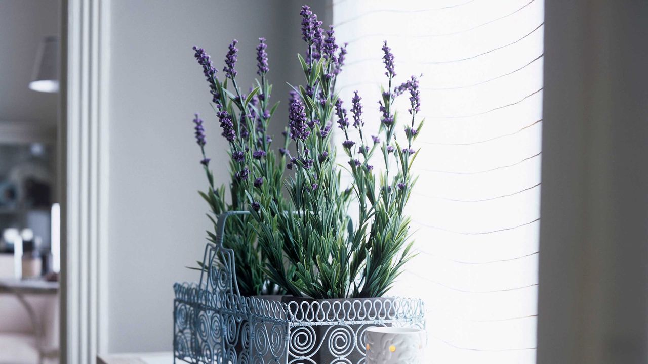 lavender growing in a wire container on a windowsill