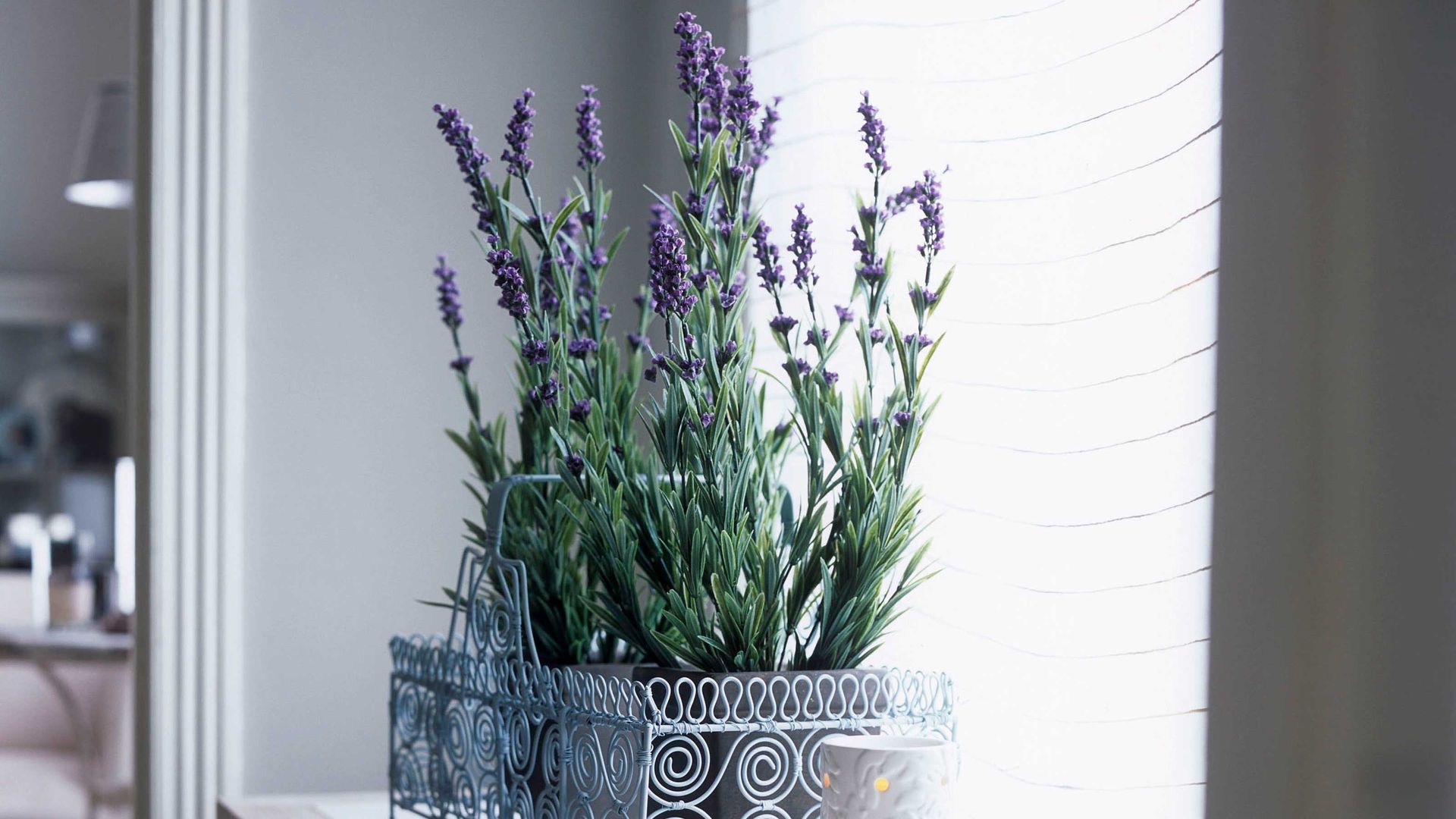 Can I grow lavender indoors? Expert tips for healthy plants Ideal Home
