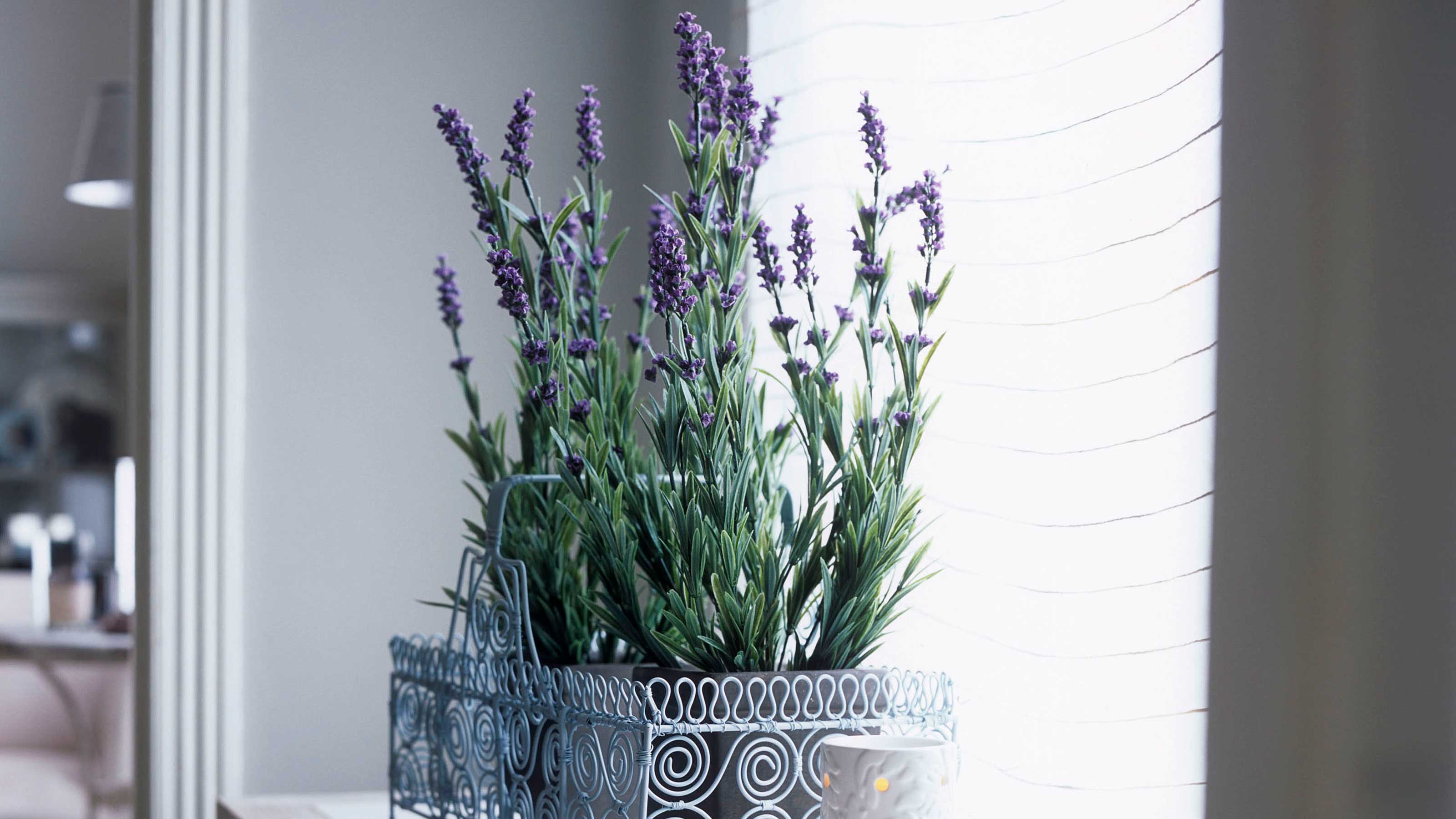  Lavender Plants Live Indoor Potted