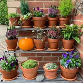container gardening ideas: autumn display on shelves
