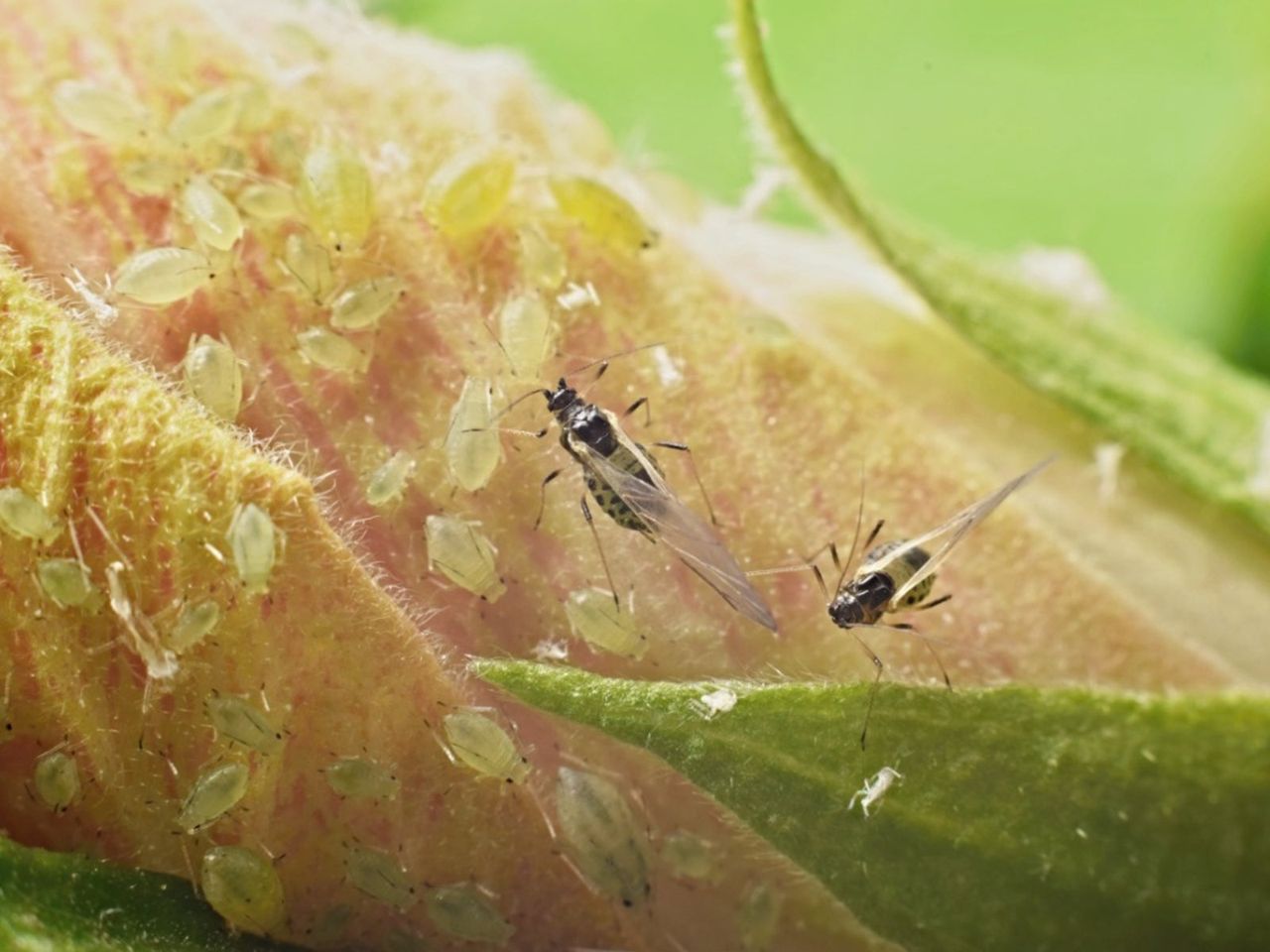 Insect Pests On Hibiscus Plant