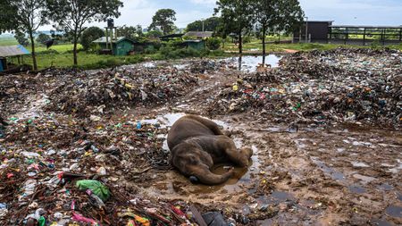 Elephant collapsed in garbage dump. 