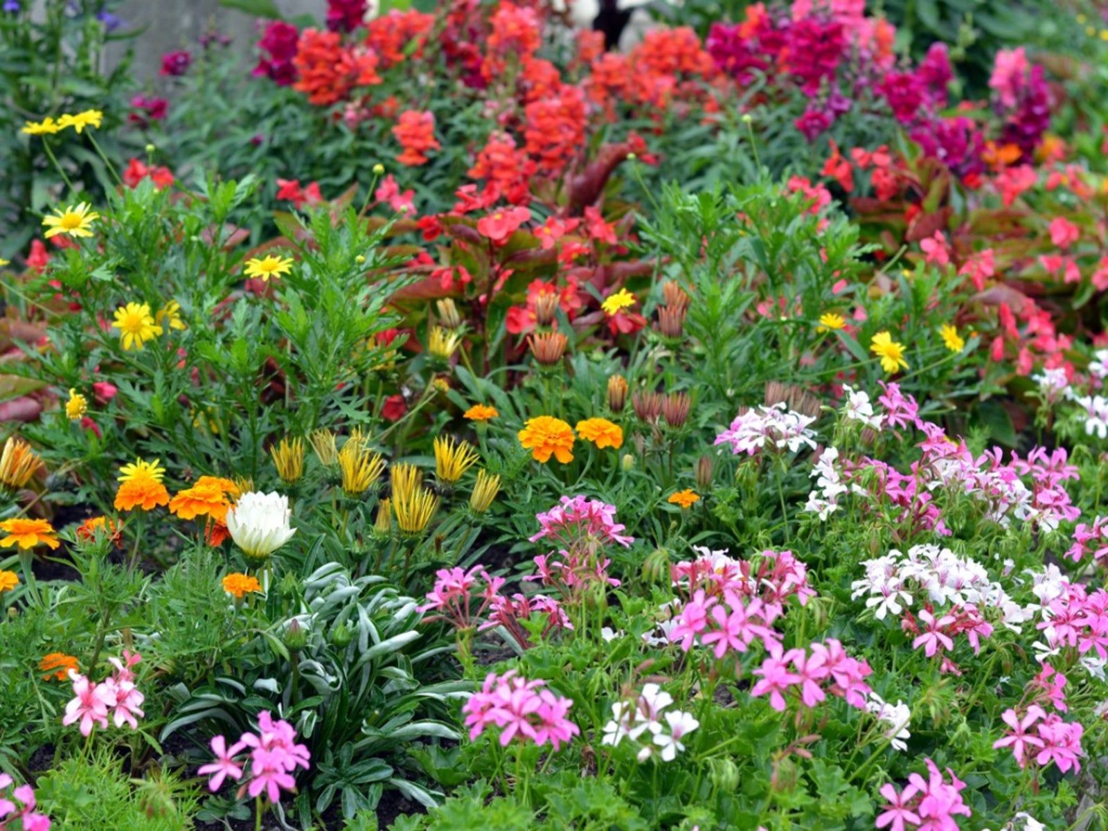 Annual Perennial Biennial Differences: Annual Biennial Perennial Flowers |  Gardening Know How