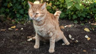 Blood in cat's stool - a cat going to the toilet outdoors