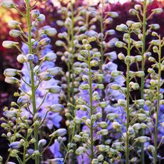 blue false indigo in full flower