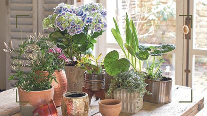 Various species of House plants on a wooden dining table in different coloured neutral pots 